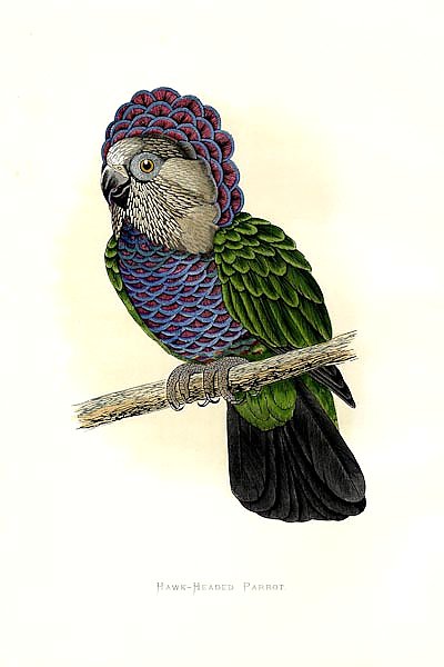 Hawk-headed Parrot