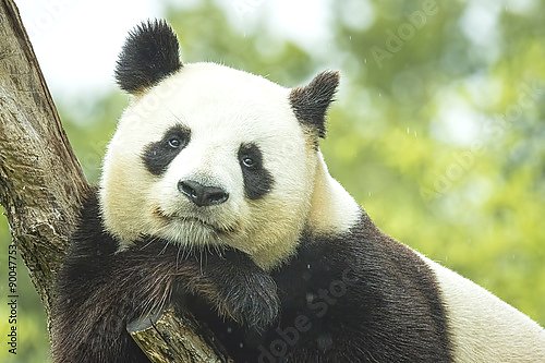 Задумчивая панда на ветке