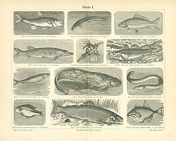 Постер Рыбы I