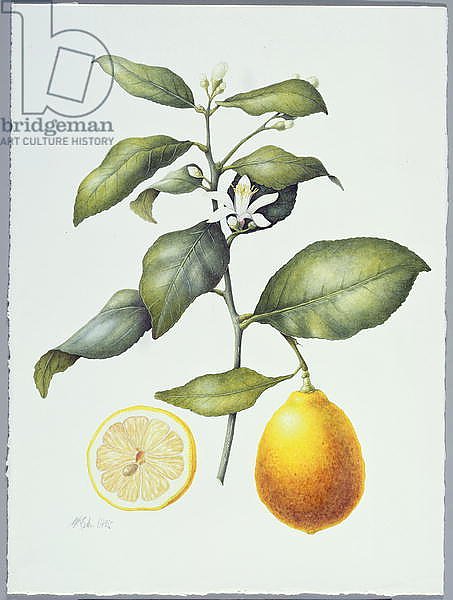 Citrus Limon, 1995
