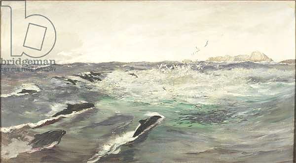 Porpoises Chasing Mackerel