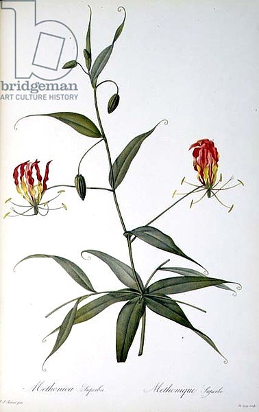 Methonica Superba, from `Les Liliacees', 1809
