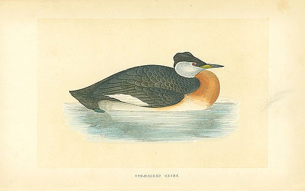 Red-Necked Grebe 2