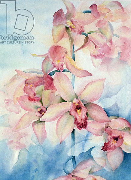 Orchid Cymbidium Ramley