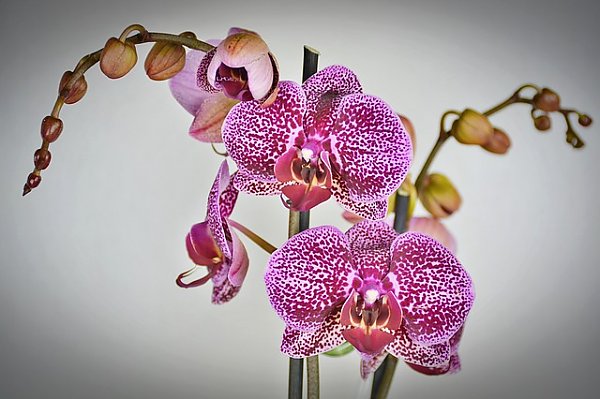 Орхидея Фаленопсис Купить В Самаре Где