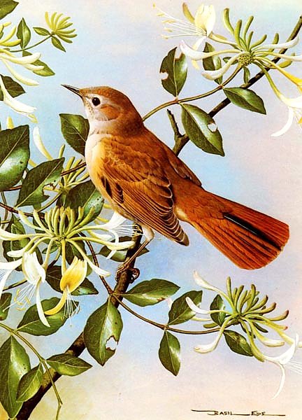 British Birds - Nightingale