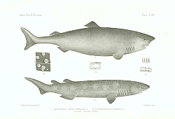 Постер Laemargus Microcephalus, Echinorhinus Spinosus 1