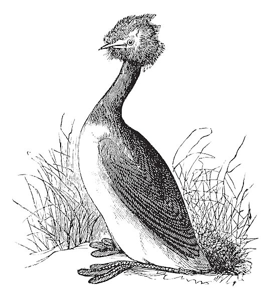 Great Crested Grebe or Podiceps cristatus vintage engraving