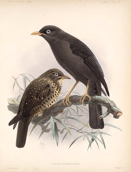 Птицы J. G. Keulemans №5
