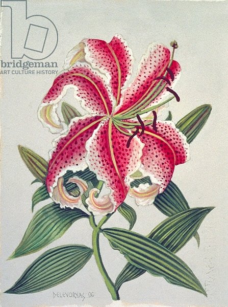 Botanical Lily, 1996