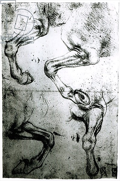 Studies of Horses legs