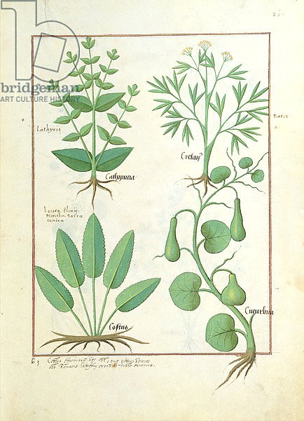 Ms Fr. Fv VI #1 fol.122r Euphorbia Lathyris, Beechwort, Mint and Fig, c.1470