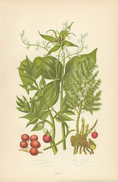 Постер Black Bryony, Herb Paris, Common Asparagus, Butchers Broom