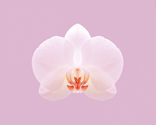 Белая орхидея на нежно-розовом фоне