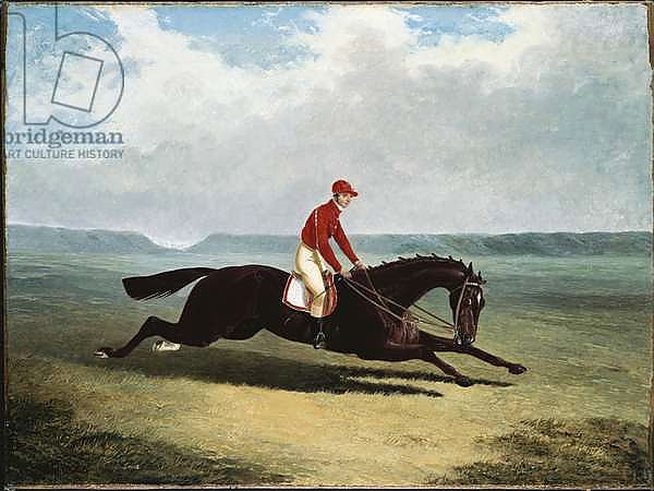 The Baron with Bumpy Up, at Newmarket