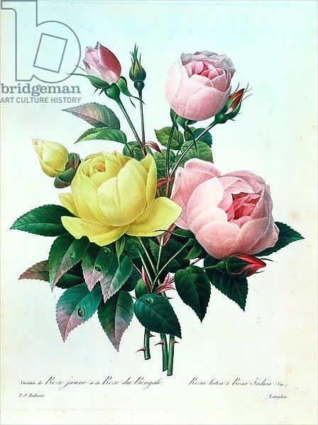 Rosa Lutea and Rosa Indica, from 'Les Choix des Plus Belles Fleurs', 1827