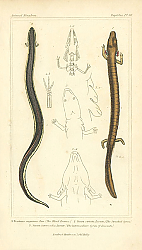 Постер Proteus anguinus Laur, Siren striata Lecomte, Siren intermedia Lecomte