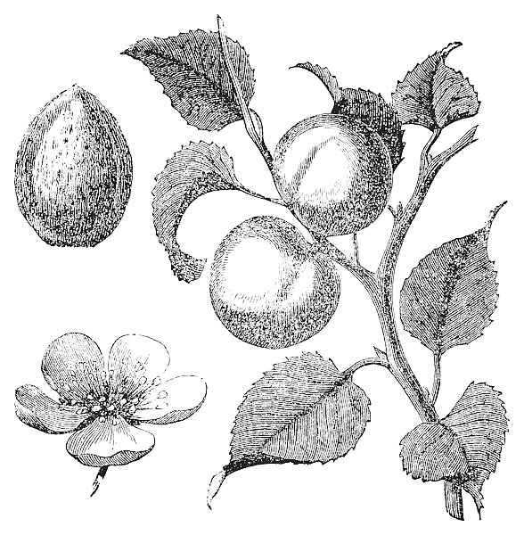 Apricot flower, tree and kernel old engraved illustration