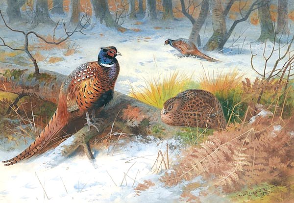 Pheasants in the snow
