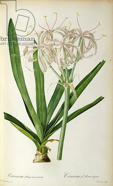 Crinum Americanum, from `Les Liliacees', 1805-16
