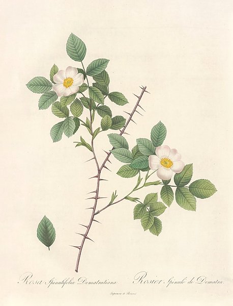 Постер Редюти Пьер Rosa Spinulifolia Dematratiana