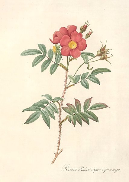 Rosa Redutea Rubescens