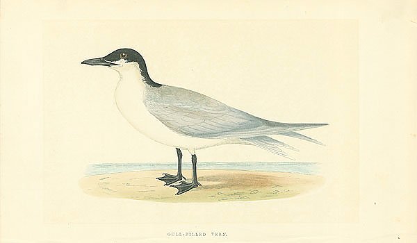 Gull-Billed Tern 1