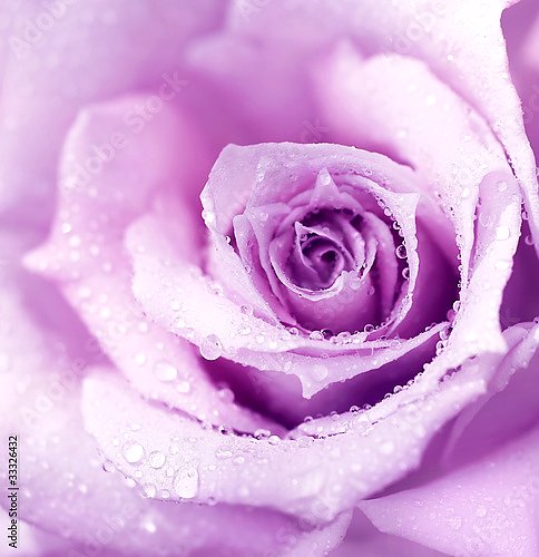 Фиолетовая роза с каплями