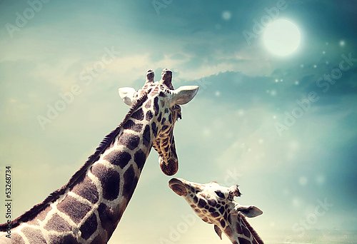 Жирафы на фоне ночного неба