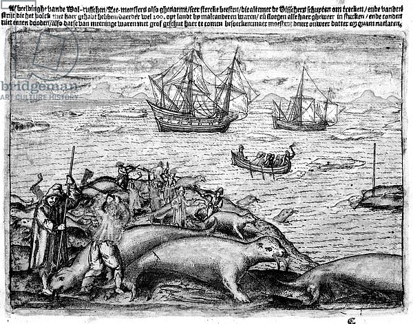 Hunting Walrus, illustration from 'The Three voyages of William Barents to the Arctic Regions'. 1600