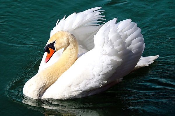 Грациозный белый лебедь на воде