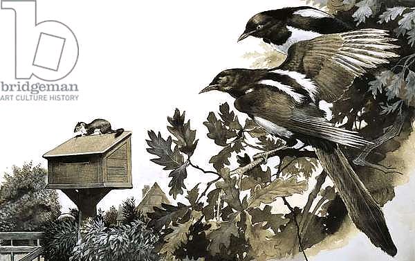Magpies watching a stoat atop a bird house