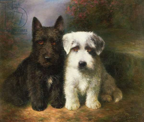 A Scottish and a Sealyham Terrier