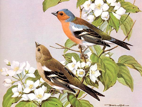 British Birds - Chaf Finch