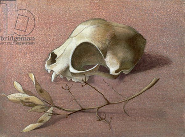 Skull and Seedpod