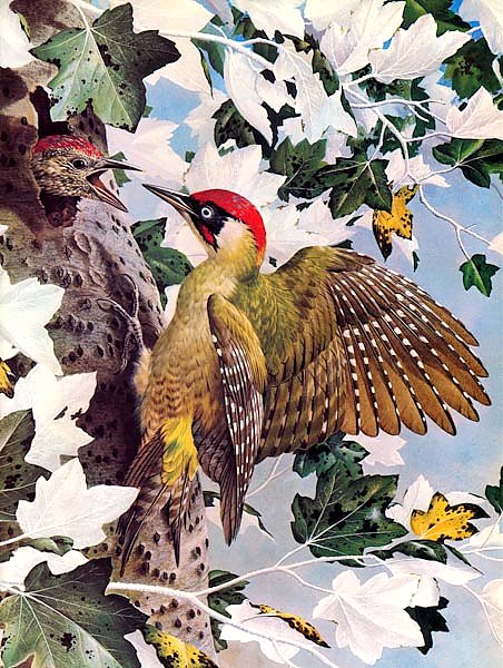 British Birds - Green Woodpecker