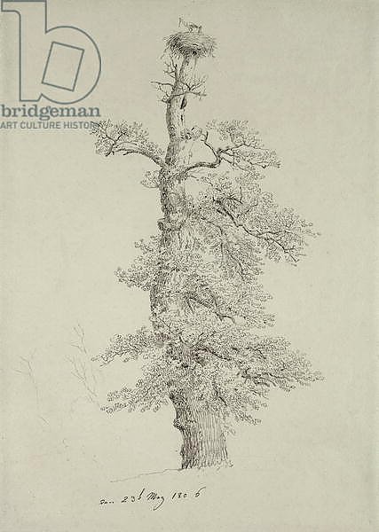 Ancient Oak Tree with a Stork's Nest, 23rd May 1806