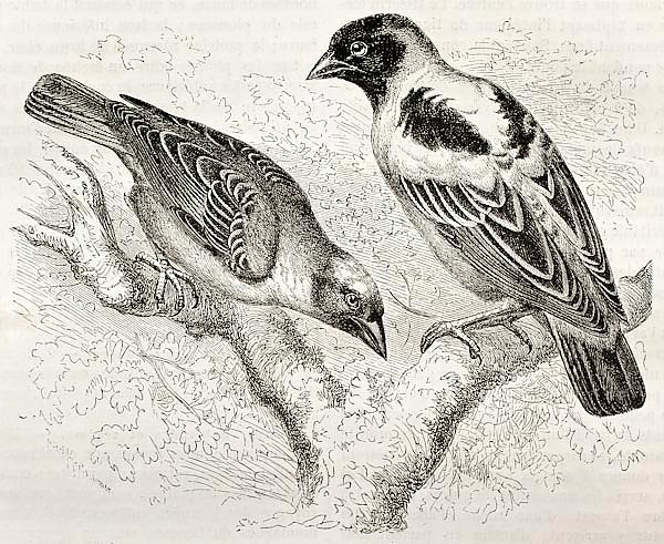Ruppell Weaver (Ploceus galbula) and Heuglin Masked Weaver (Ploceus heuglini). Created by Kretschmer