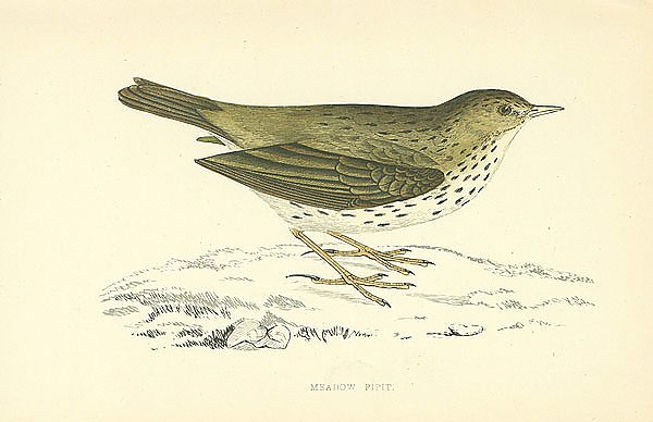 Meadow Pipit 2