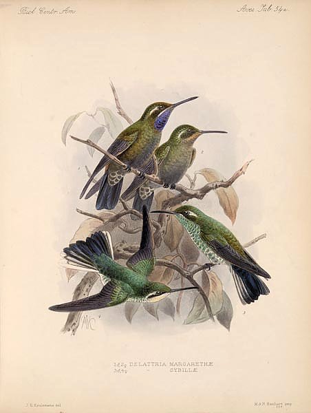 Птицы J. G. Keulemans №57