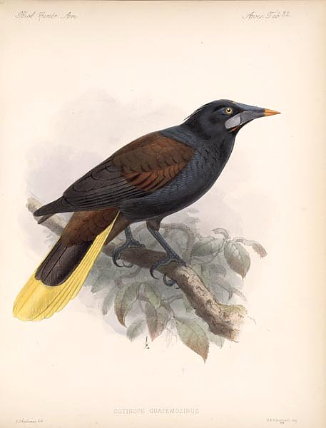 Птицы J. G. Keulemans №34