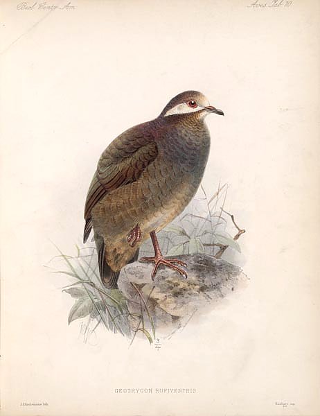Птицы J. G. Keulemans №76
