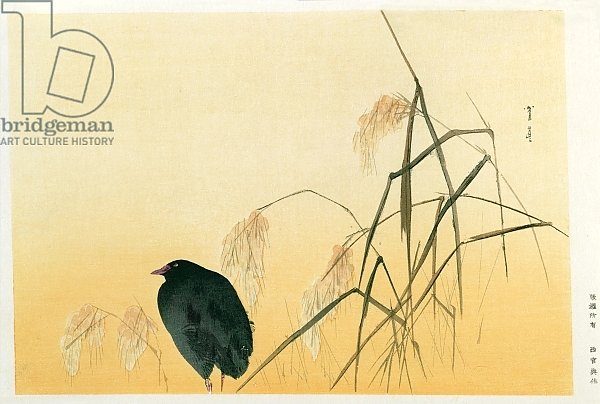Blackbird, Edo Period