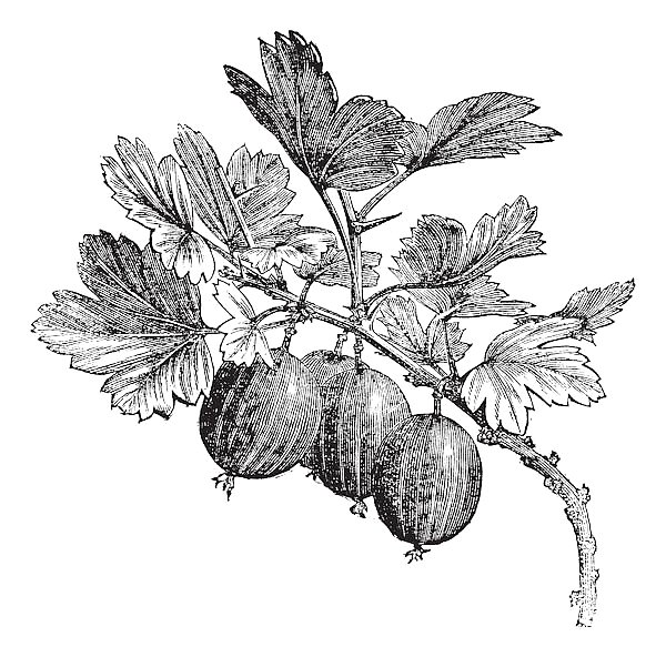 Gooseberry (Ribes grossularia) vintage engraving