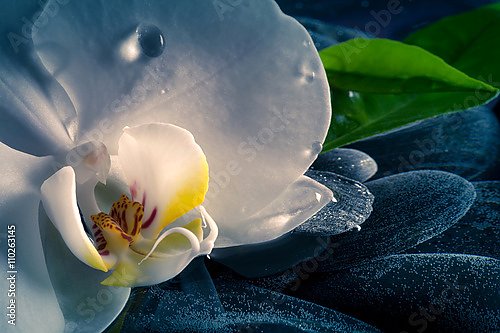 Белоснежная орхидея и капли