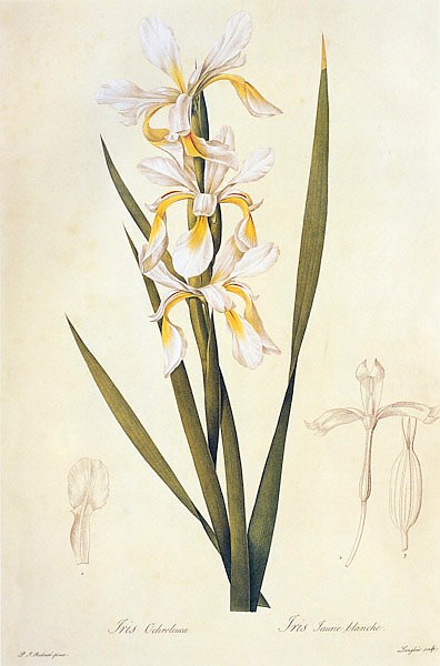 Iris orientalis Mill