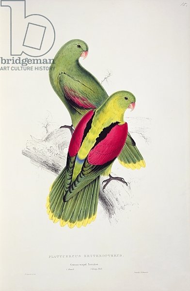 Crimson-Winged Parakeet