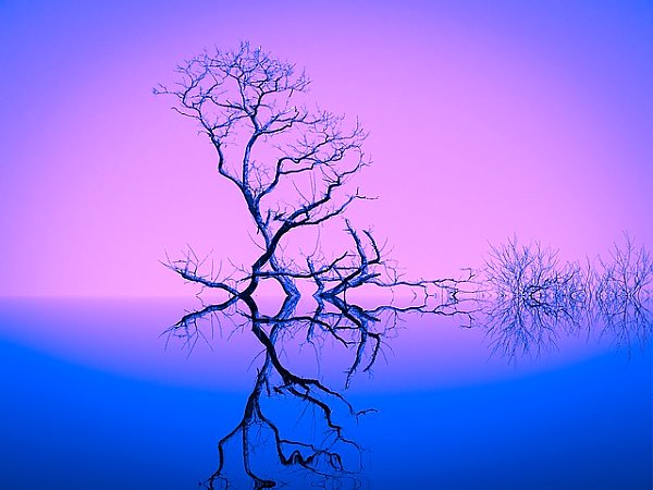 Дерево на розовом фоне с отражением в голубой воде