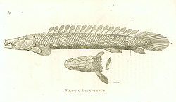 Постер Nilotic Polypterus