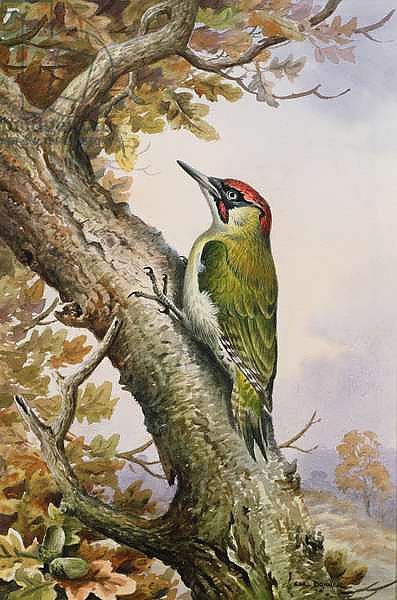Green Woodpecker 1